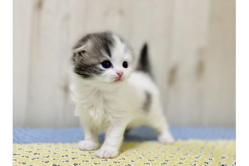 成約済の大阪府のスコティッシュフォールド-24541の2枚目