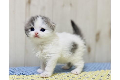 成約済の大阪府のスコティッシュフォールド-24541の4枚目