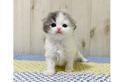 成約済の大阪府のスコティッシュフォールド-24541の5枚目