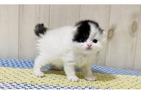 成約済の大阪府のスコティッシュフォールド-24540の2枚目