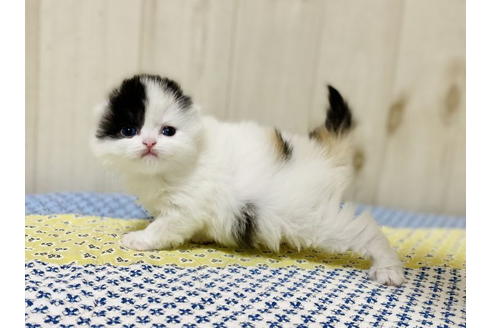 成約済の大阪府のスコティッシュフォールド-24540の3枚目