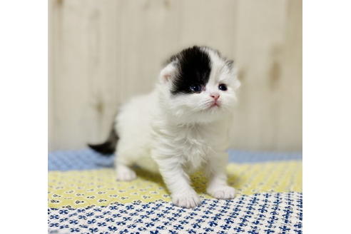 成約済の大阪府のスコティッシュフォールド-24540の5枚目