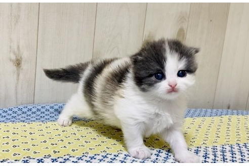 成約済の大阪府のスコティッシュフォールド-24539の2枚目