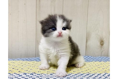 成約済の大阪府のスコティッシュフォールド-24539の3枚目