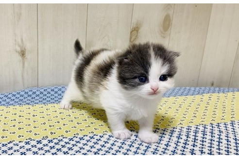 成約済の大阪府のスコティッシュフォールド-24539の4枚目