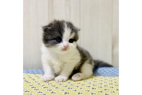 成約済の大阪府のスコティッシュフォールド-24539の5枚目