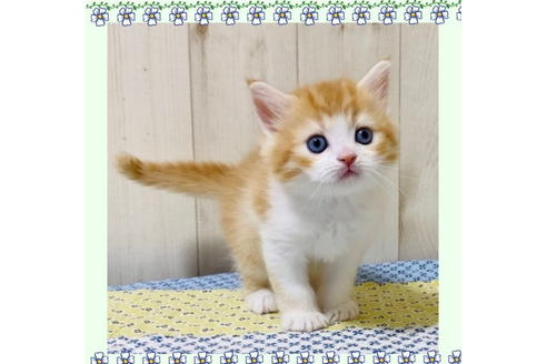 成約済の大阪府のラガマフィン-24538の1枚目