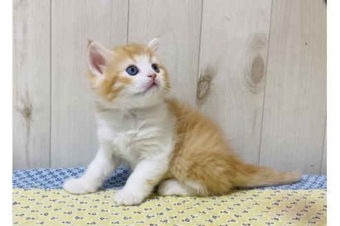 成約済の大阪府のラガマフィン-24538の2枚目