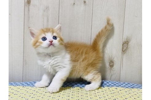 成約済の大阪府のラガマフィン-24538の4枚目