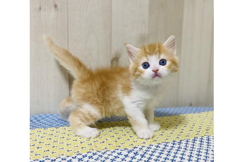 成約済の大阪府のラガマフィン-24538の5枚目