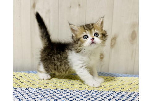 成約済の大阪府のラガマフィン-24537の6枚目