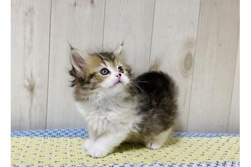 成約済の大阪府のラガマフィン-24537の8枚目