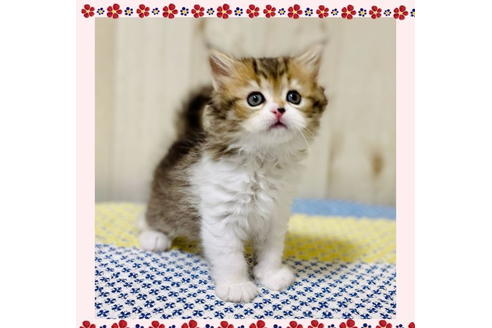 成約済の大阪府のラガマフィン-24537の7枚目