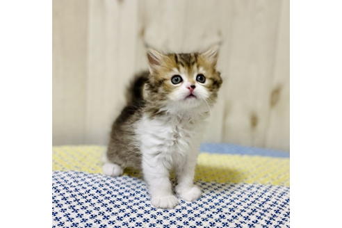 成約済の大阪府のラガマフィン-24537の9枚目