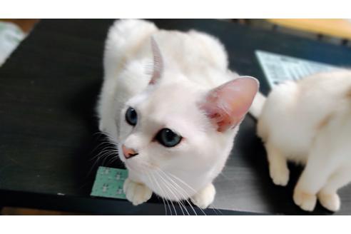 成約済の東京都のその他の猫種-18000の1枚目