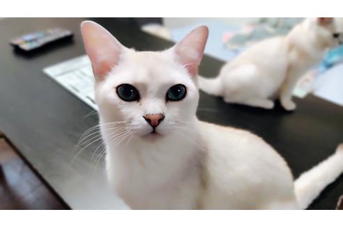 成約済の東京都のその他の猫種-18000の3枚目