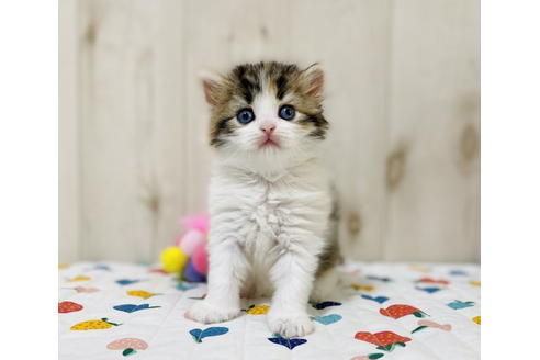 成約済の大阪府のラガマフィン-24553の2枚目