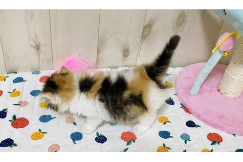 成約済の大阪府のラガマフィン-24553の3枚目