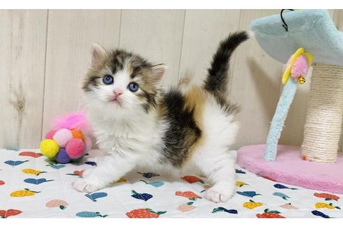 成約済の大阪府のラガマフィン-24553の4枚目