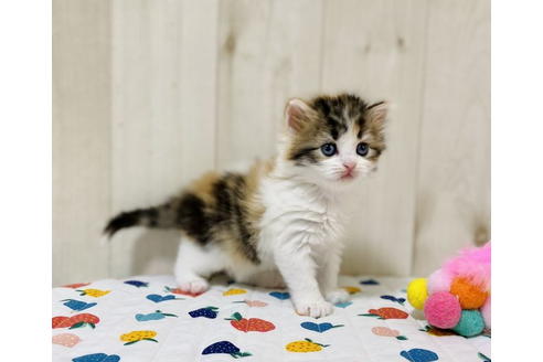 成約済の大阪府のラガマフィン-24553の5枚目