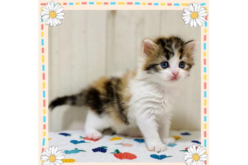 成約済の大阪府のラガマフィン-24553