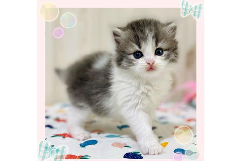 成約済の大阪府のラガマフィン-24555の1枚目