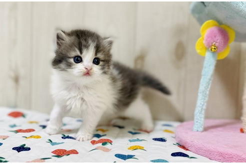 成約済の大阪府のラガマフィン-24555の2枚目