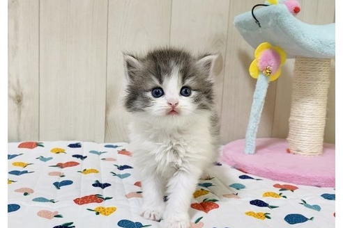 成約済の大阪府のラガマフィン-24555の3枚目