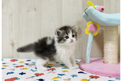 成約済の大阪府のラガマフィン-24555の5枚目