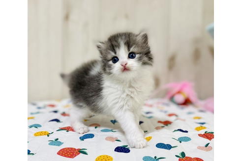 成約済の大阪府のラガマフィン-24555の4枚目