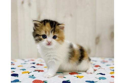 成約済の大阪府のラガマフィン-24556の1枚目