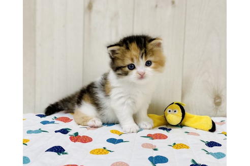 成約済の大阪府のラガマフィン-24556の3枚目