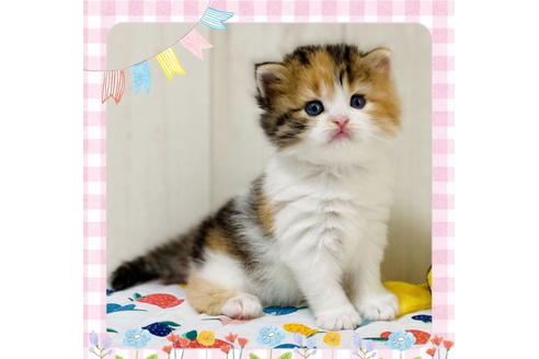 成約済の大阪府のラガマフィン-24556の4枚目