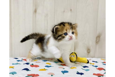 成約済の大阪府のラガマフィン-24556の2枚目