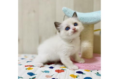 成約済の大阪府のラグドール-24557の2枚目