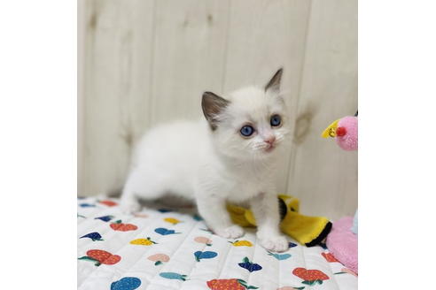 成約済の大阪府のラグドール-24557の4枚目