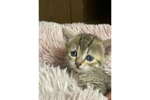 成約済の岐阜県のエジプシャンマウ-24581