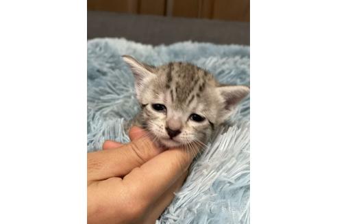 成約済の岐阜県のエジプシャンマウ-24582