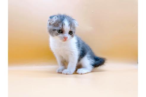 成約済の東京都のスコティッシュフォールド-24933の2枚目