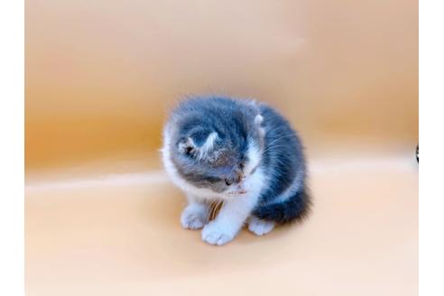 成約済の東京都のスコティッシュフォールド-24933の3枚目