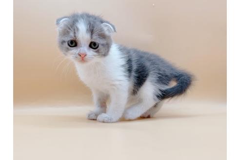 成約済の東京都のスコティッシュフォールド-24933の1枚目