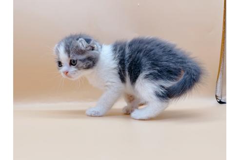 成約済の東京都のスコティッシュフォールド-24933の4枚目