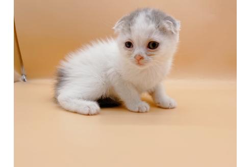 成約済の東京都のスコティッシュフォールド-24932の2枚目