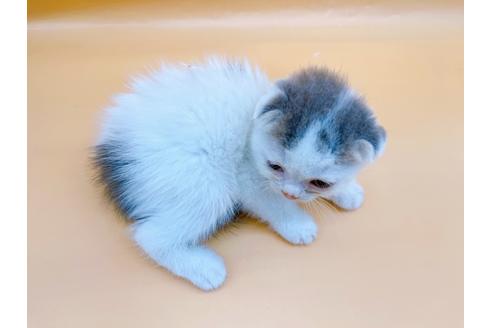 成約済の東京都のスコティッシュフォールド-24932の3枚目