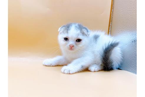 成約済の東京都のスコティッシュフォールド-24932の4枚目