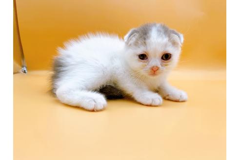 成約済の東京都のスコティッシュフォールド-24932の5枚目