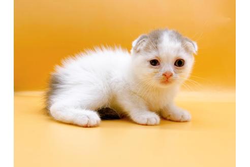 成約済の東京都のスコティッシュフォールド-24932の1枚目