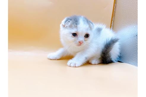 成約済の東京都のスコティッシュフォールド-24932の6枚目