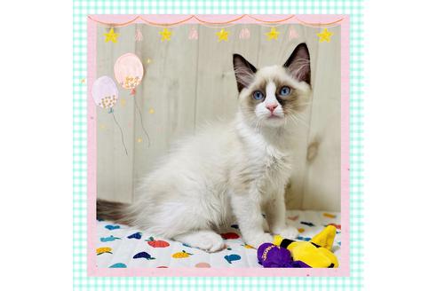 成約済の大阪府のラグドール-21737の1枚目