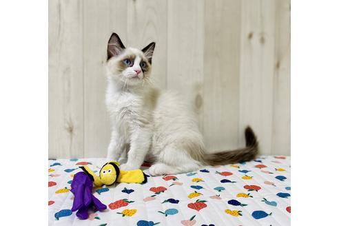 成約済の大阪府のラグドール-21737の4枚目